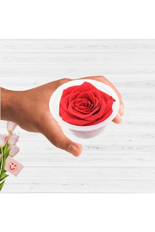 Şoklanmış Solmayan Gül. 5 CM - Kırmızı