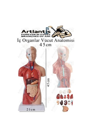 İnsan Organ Maketi 45 Cm 1 Adet İnsan Anatomi Modeli 15 Parça Sök Tak İnsan İç Organları Tıbbi Model Vücut