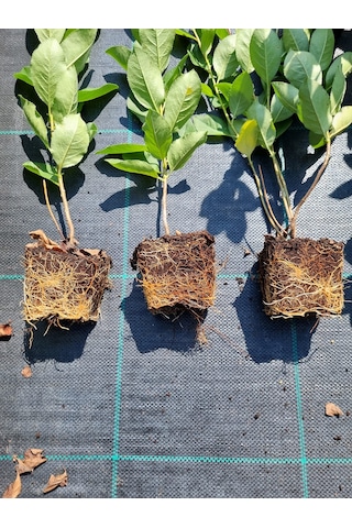 Aronya Fidanı 2 Yaş 2 Adet