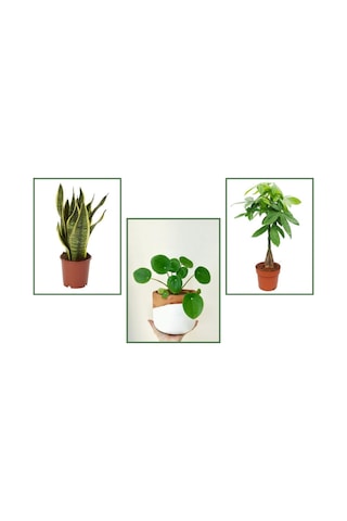 Pachira & Pilea & Paşa Kılıcı