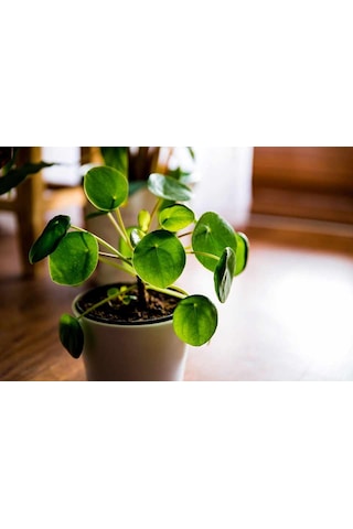 Pilea Çiçeği - Çin Para Bitkisi 5787