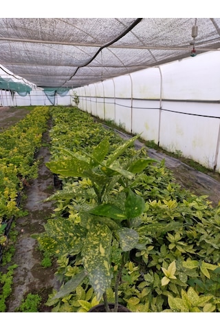 2 Yaş Aucuba Japonica Akuba Lekeli Defne Fidanı