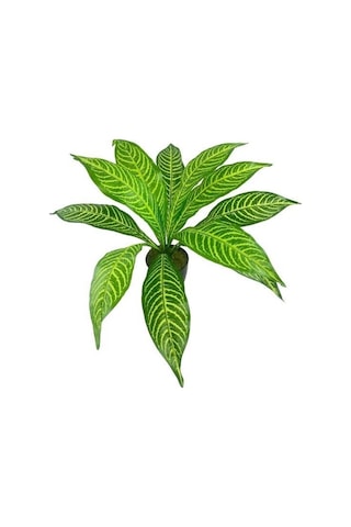 Yapay Çiçek Drecana Yukka 12yaprak Salon Çiçeği Plastik Siyah Saksılı Yapay Bitki