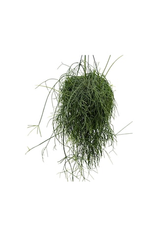 Rhipsalis Baccifera