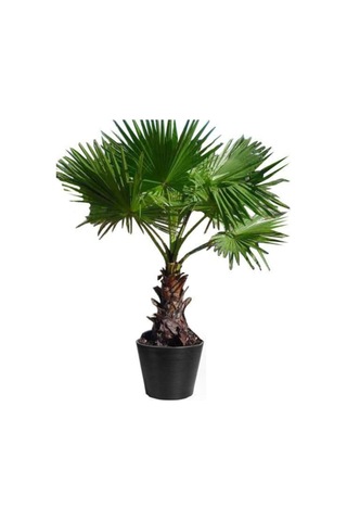 Washingtonia Robusta Palmiye Ağacı Tohumu Ekim Seti 3 Tohum Saksı Toprak Kombin