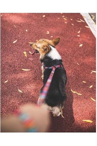 M-pets Urban Style Jazz Stripes Köpek Göğüs Tasması L Pembe