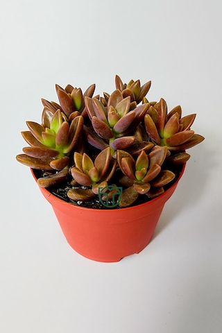Graptosedum California Sunset Çabuk Çoğalan Hızlı Yayılan Sukulen