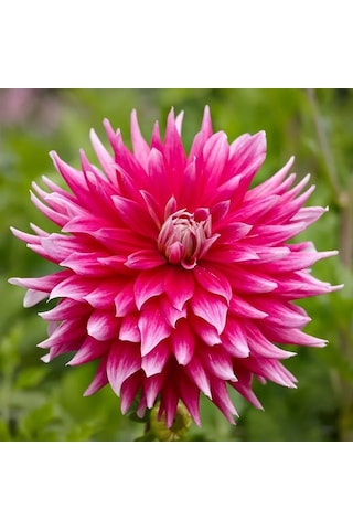 Ac Dark Horse Sugar Pink Dahlia Yıldız Çiçeği Yumrusu 1 Adet