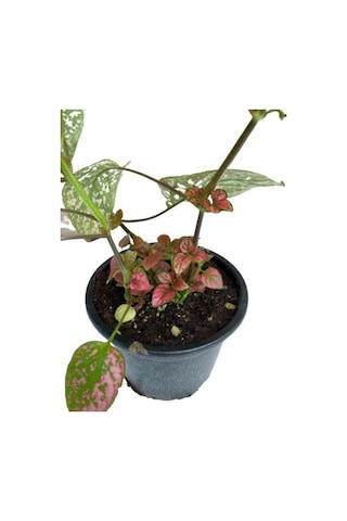 Puantiyeli Bitki  Hypoestes Phyllostachya 15-20 Cm Kırmızı N11.1478