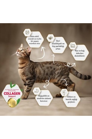 Felicia Urinary Care Sterilised Somonlu Kısırlaştırılmış Yetişkin Kedi Maması 5kg