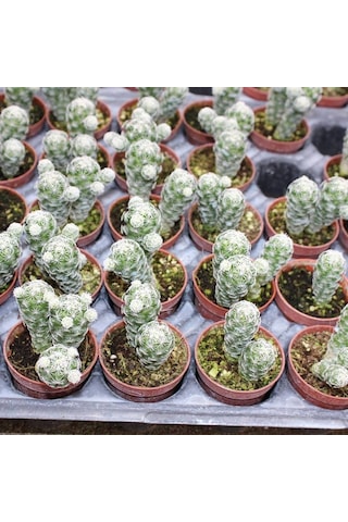 Mammillaria Gracilis Kartopu Kaktüs 5.5 Cm Saksıda