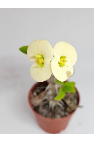 Euphorbia Milii Beyaz Çiçek Açan Kaktüs 5,5cm Saksılı-9087063374690