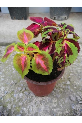 Saksılı Kolyos Çiçeği Özel Renk 10-20 Cm