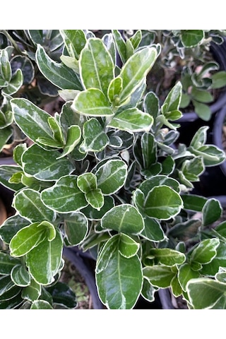 10 Adet Gümüş Taflan. Saksıda. Euonymus Japonicus Silver King