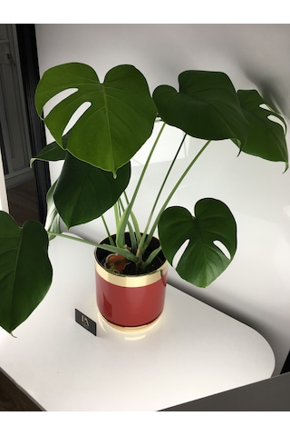 K Dekoratif Saksı Orkide Obje Biblo Süs Eşya Salon Tv Konsol Ofis