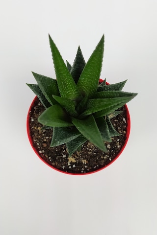 Haworthia Limifolia Sukulent 8.5 Cm Kırmızı Saksıda Büyük Boy