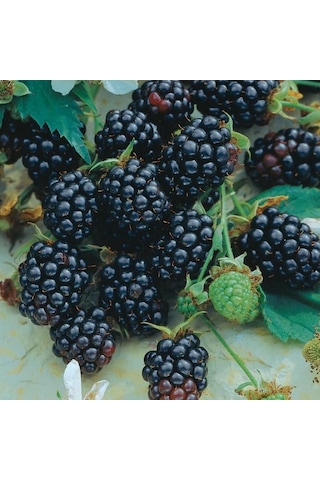 Triple Crown Dikensiz Böğürtlen Fidanı Yaş 2 Boy 150-200cm