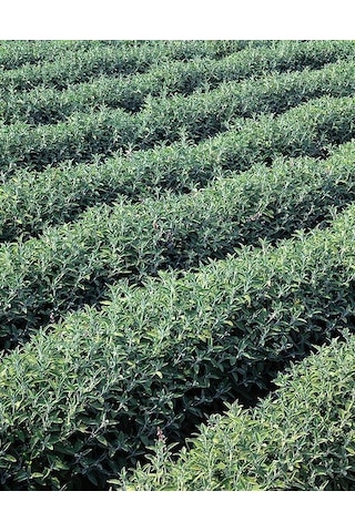 Adaçayı Fidanı Salvia Officinalis 15 20 Cm