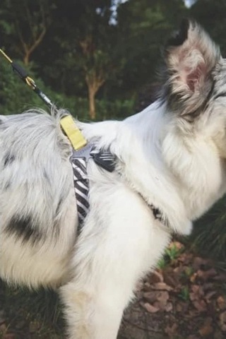 Ayarlanabilir Harness - Xs Boy