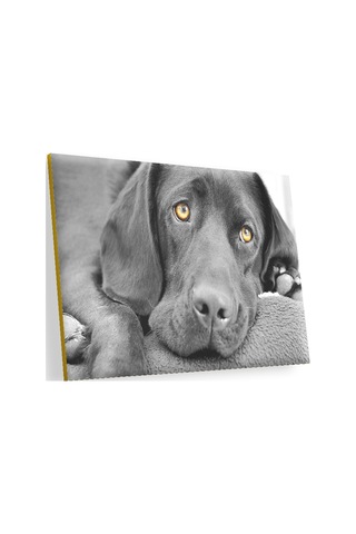 Cakasepetim Kara Labrador, Üzgün Köpek Ahşap Mdf Tablo