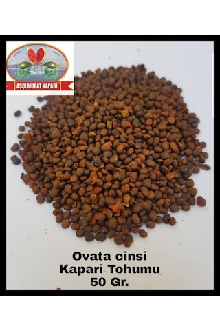 Kapari Tohumu 50 GR Ovata Cinsi Aşçı Murat Kapari