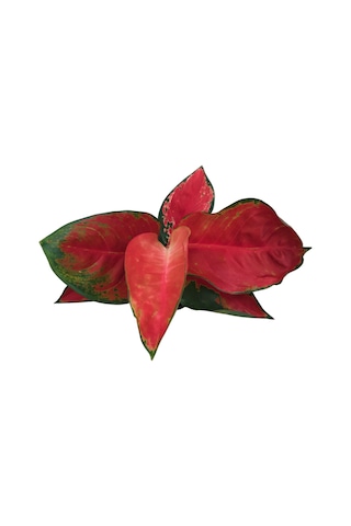 Aglaonema ‘red Zircon’ 3009