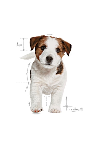 Royal Canin Mini Küçük Irk Puppy Yavru Köpek Maması 4 KG