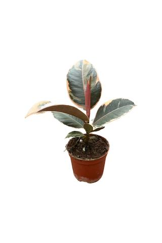 Ficus Elastica 'tineke' Kauçuk Çiçeği Ø10,5 Cm 20-25 Cm