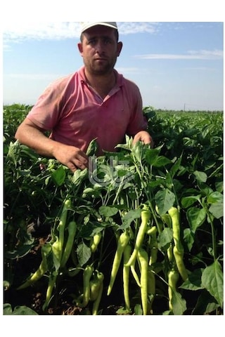 Biber Tohumu Yalova Çarliston 25 GR 3000 Adet Tohum