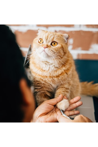 Happy Toozey Ht04 Paslanmaz Çelik Kedi Köpek Tırnak Makası