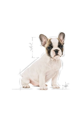 Royal Canin French Bulldog Junior Yavru Köpek Maması 3 KG