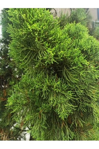 Videolu Kokulu 1 Adet Limoni Servi Fidanı Saksılı 30-50 Cm Lemon Cypress Sapling