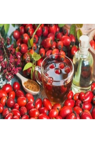 Tüplü Dikensiz Kuşburnu Çok Az Dikenli Fidanı