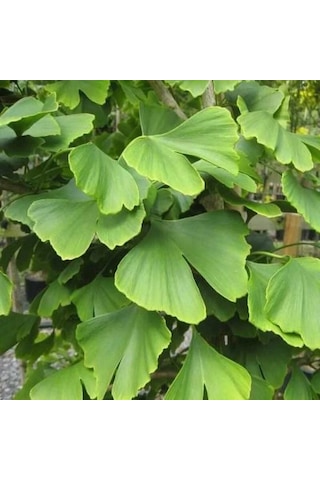 Tüplü Soğuklara Dayanıklı Şifalı Mabet Ağacı Ginkgo Biloba Fidanı