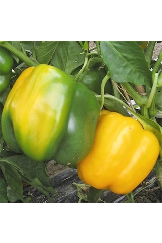 5 Adet Sarı Dolma Biber Fidesi