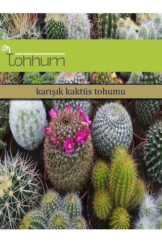 Tohhum Karışık Kaktüs Tohumu Ve Kaktüs Sukulent Ekim Bakım Seti