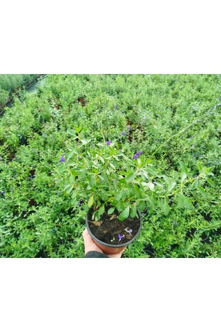 Mavi Süs Adaçayı 5 Adet - Salvia Microphylla Blue Monrovia