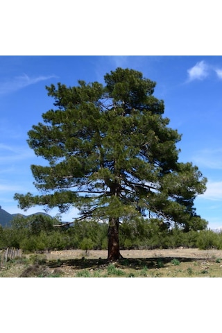 Tüplü Kızıl Çam pinus Brutia Fidanı