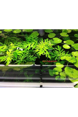 Hygrophila Difformis Çınar 4 Kök 1 Saksı 8-10 Cm