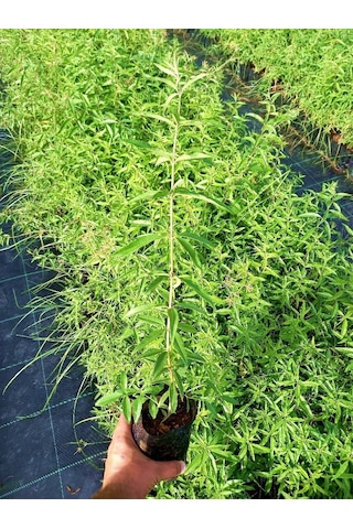 Limon Melisa Bitkisi 3 Adet - Melissa Officinalis