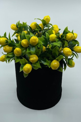 Kadife Silindir Kutuda Yapay Limon Ağacı Siyah-sarı