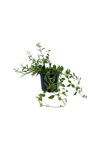 Ruj Çiçeği - Aeschynanthus Sarmaşığı - Askılı Saksı'da