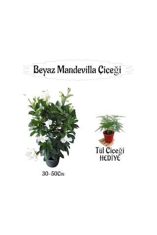 Beyaz Mandevilla Çiçeği 1 Adet Saksılı+küstüm Çiçeği Hediyeli Peyzaj Seti