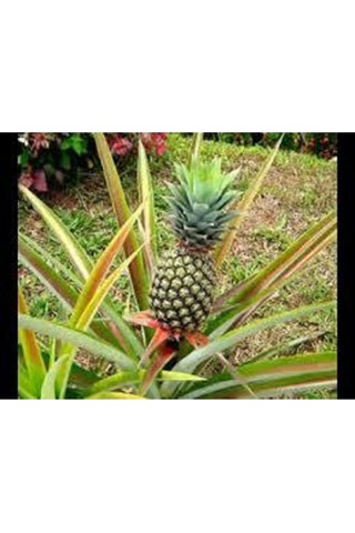 Ananas Meyve Ananas Tohumu 10 Adet..