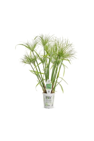 Japon Şemsiyesi Çiçeği Cyperus Alternifolius Saksılı 50 - 70 Cm