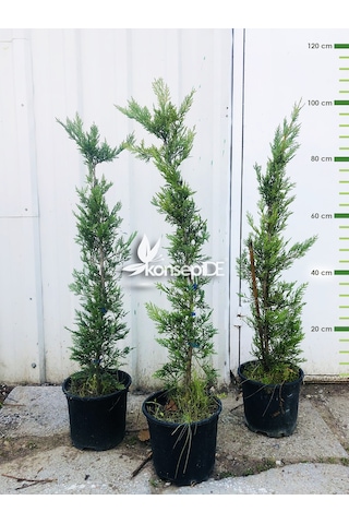 Cupressocyparis Leylandi N11.24996