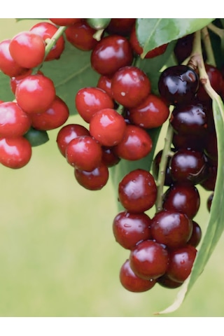 250 Gram Karayemiş-taflan-laz Kirazı Yaprağı Günlük Dalından Top