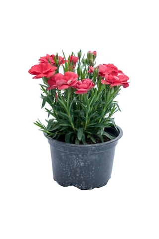 Küstüm Çiçeği 1 Adet 4 Kök 8/10cm + Kırmızı Karanfil Çiçeği 10-15cm
