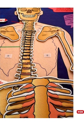 Tox İskelet Sistemi Keçe Duvar Panosu . Eğitici Oyuncak