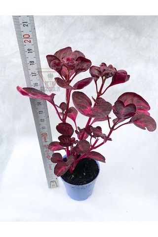 Çingene Şalvarı Bitkisi Iresine Herbstii 5.5 Cm Tüplü